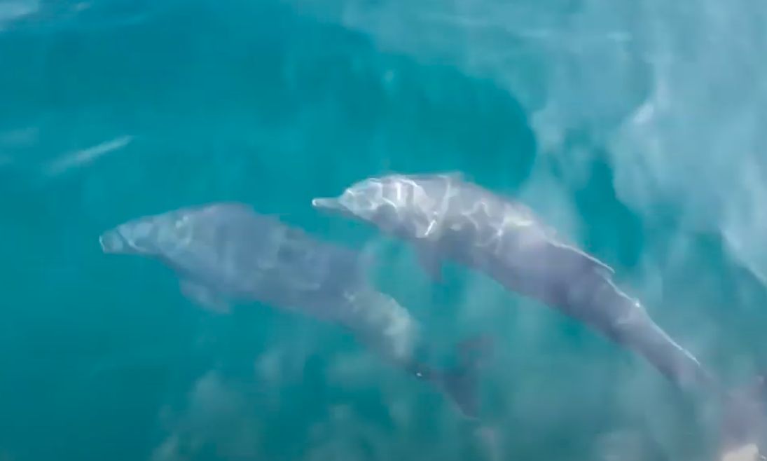 Dolphins near the coast
